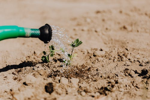 A green garden hose watering a small sapling in a dry field, representing early irrigation efforts